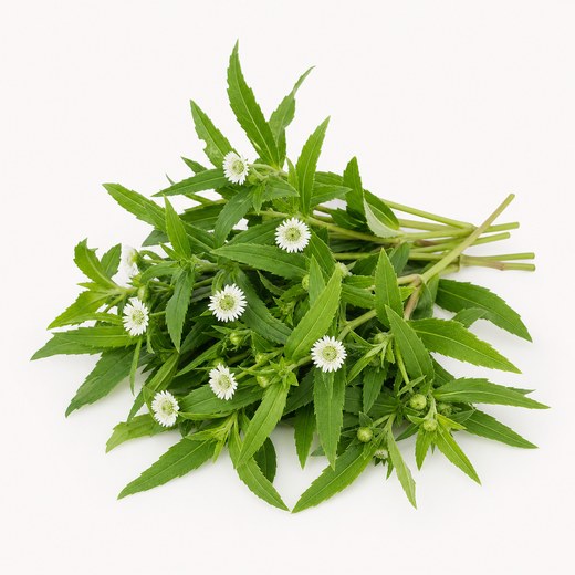 Cỏ nhọ nồi